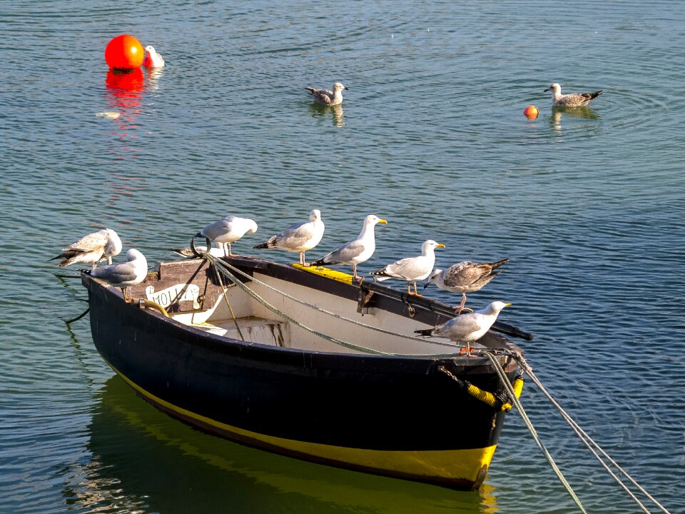 Water bird nature animal