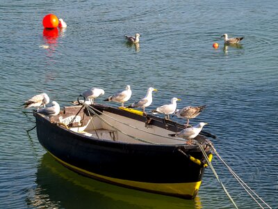 Water bird nature animal photo