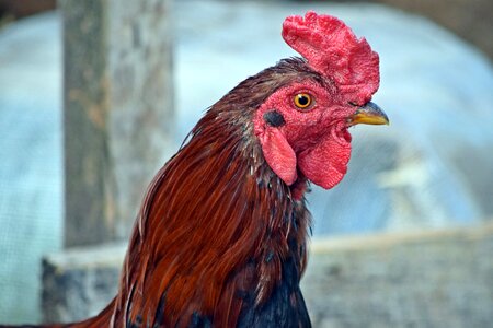 Cock bird chicken photo