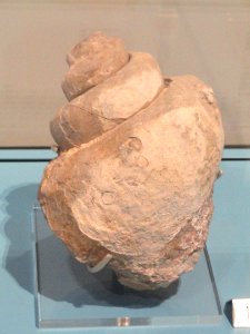 Natica macrostoma, Germany, Middle Jurassic - Royal Ontario Museum - DSC09924