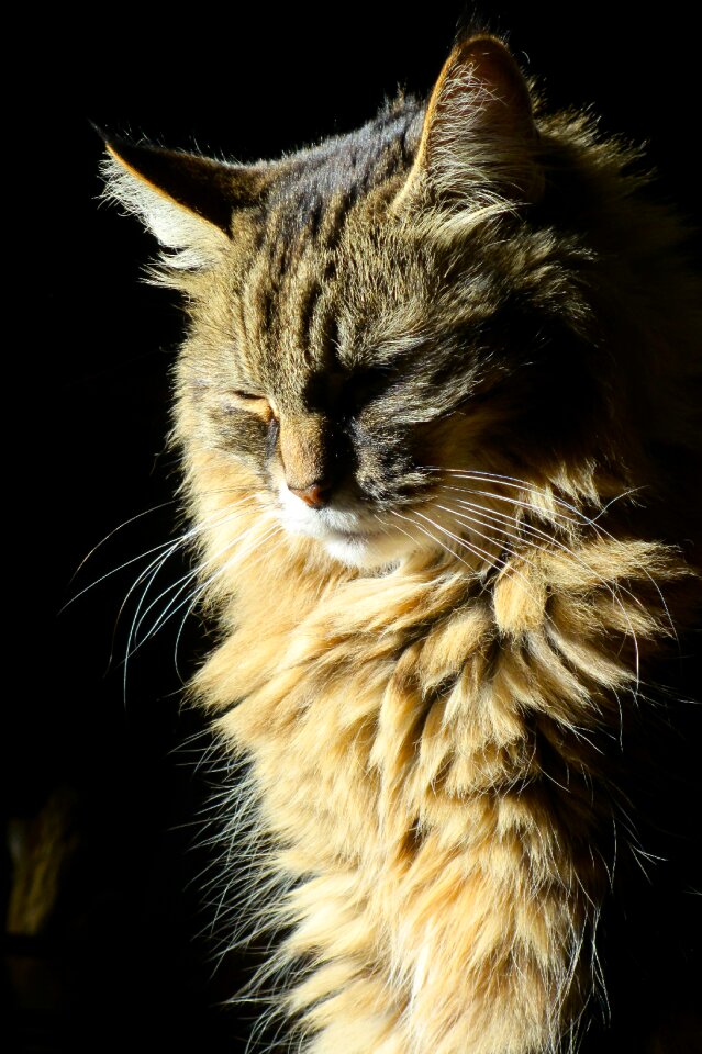 Feline animal domestic
