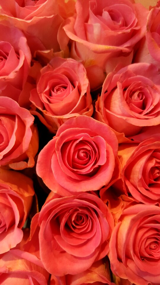 Rose bloom blossom bloom