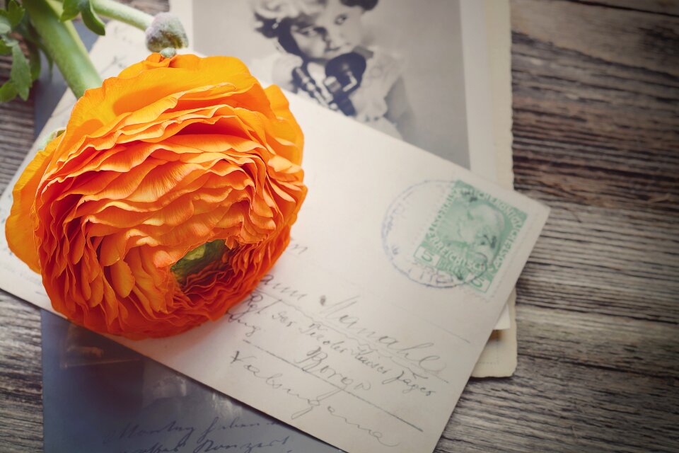 Bloom petals orange