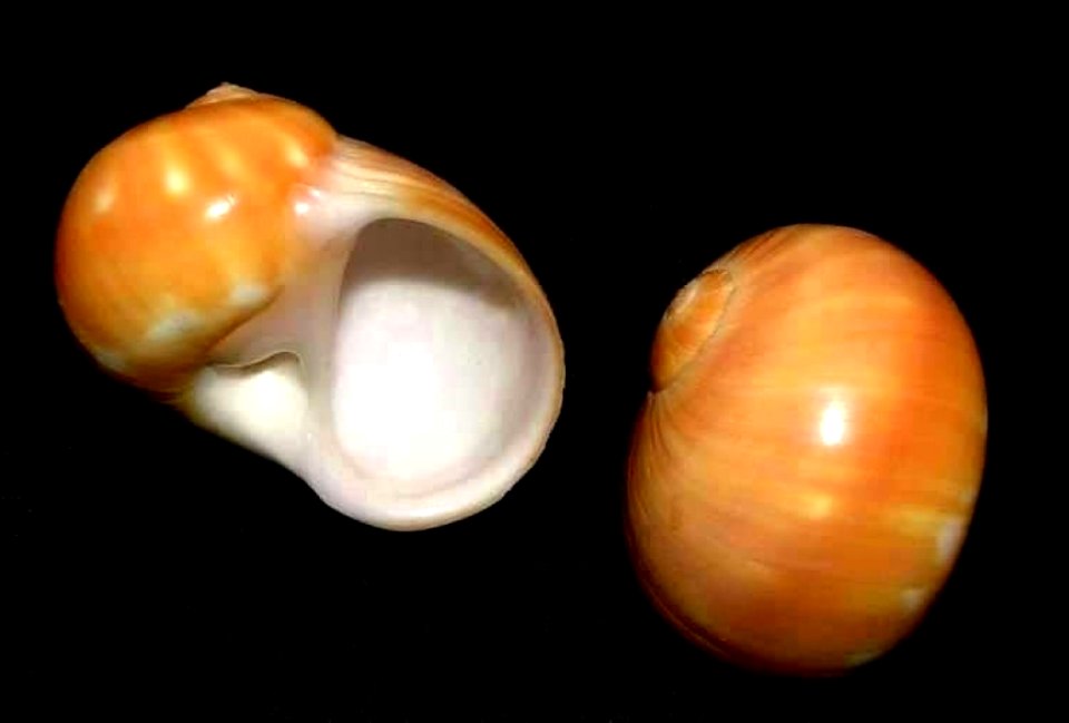 Natica stellata Hedley, 1913 edited - BioLib.cz