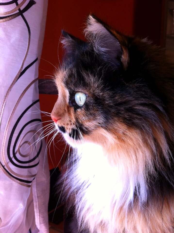 Feline animal spotted
