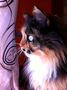 Feline animal spotted
