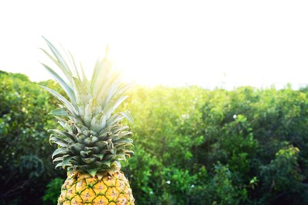 Pineapple summer summer vibes photo