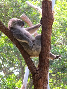 Marsupial pouched mammal australia photo