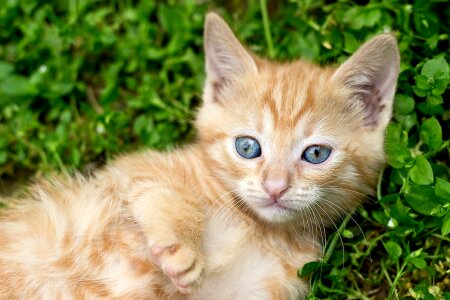 Blue eyes cute