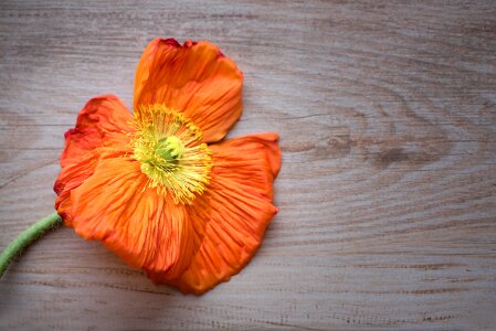 Bloom petals orange photo