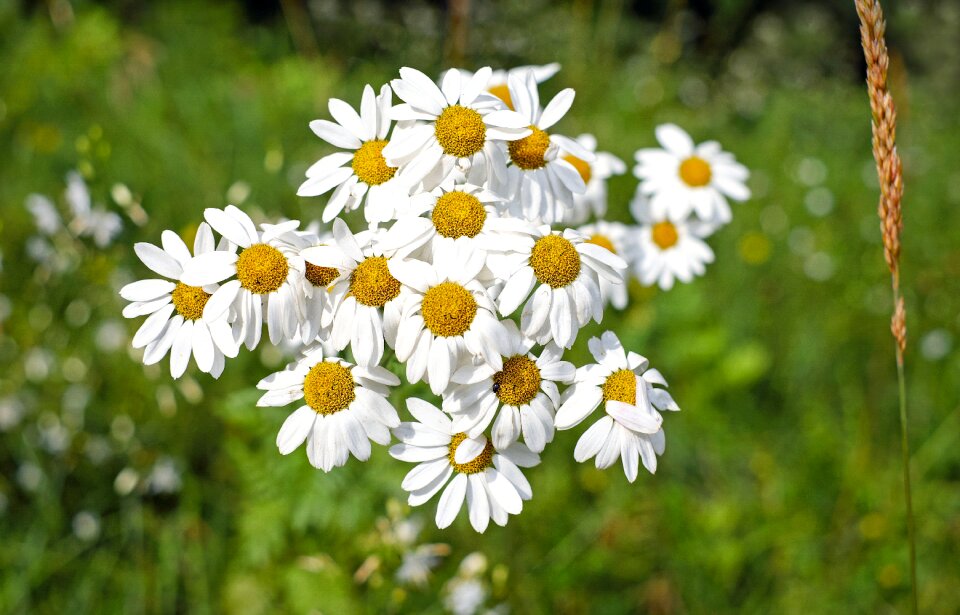 Bloom bloom yellow white