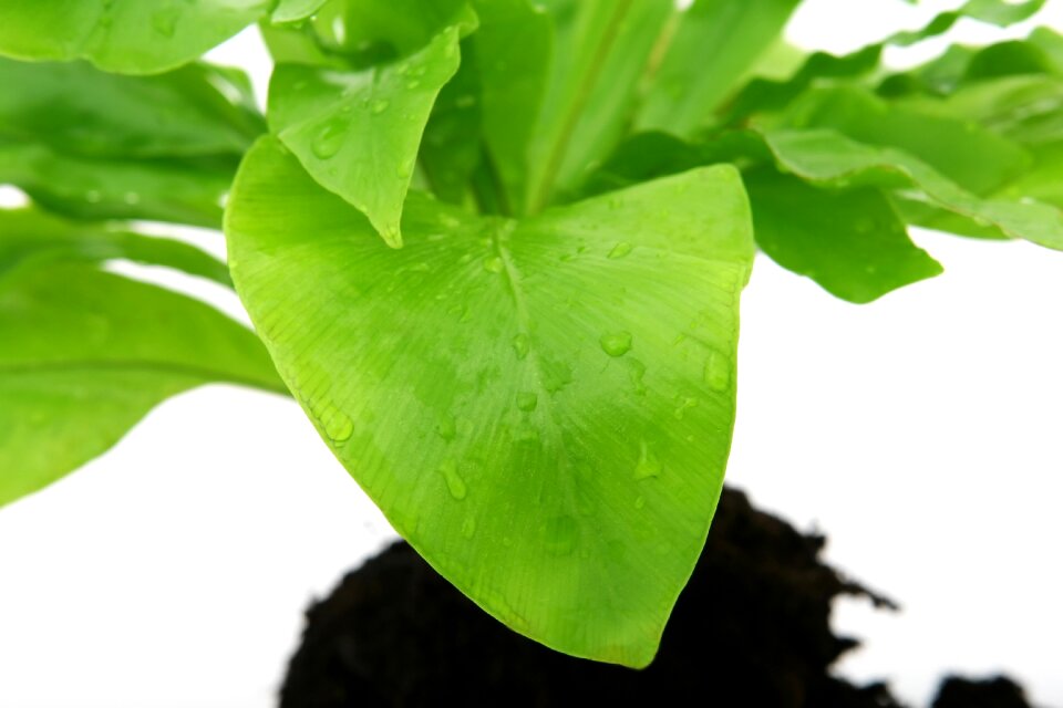 Earth emerald green