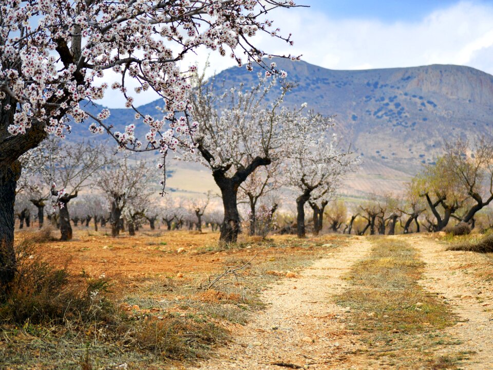 Field spring mediterranean