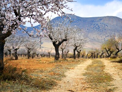 Field spring mediterranean
