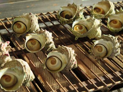 Shells food grill