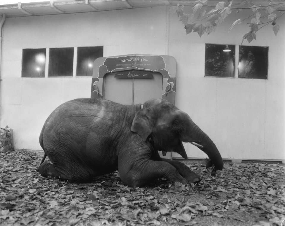 Nationale vogeltentoonstelling in Artis, olifantje Muragan zit alvast voor de in, Bestanddeelnr 909-9527