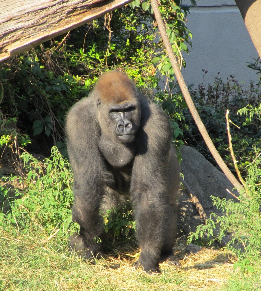 Watching zoo animal
