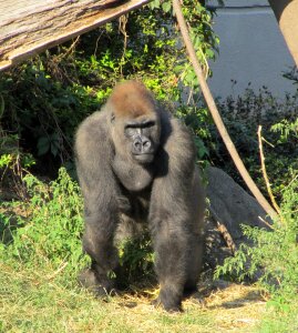Watching zoo animal