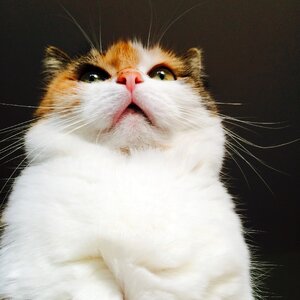 Mieze domestic cat cat face photo