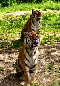 Beautiful dangerous big cat