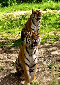 Beautiful dangerous big cat photo