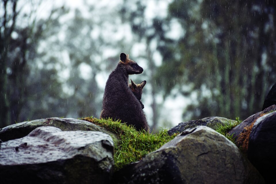 Nature outdoors rain