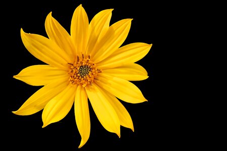 Yellow yellow flower sunflower photo