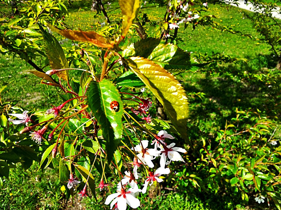 Natur und Marienkäfer
