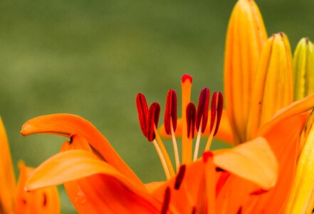 Bloom iris bloom photo