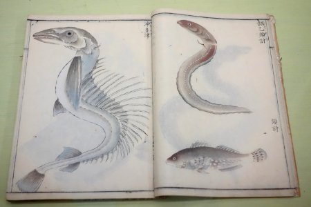 Natural History Paintings compiled by Goto Kosei (1696-1771), dated 1757, once owned by Kimura Kenkado, color on paper - Tokyo National Museum - DSC05457
