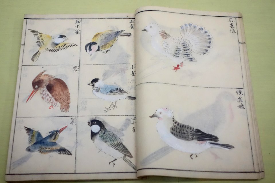 Natural History Paintings compiled by Goto Kosei (1696-1771), dated 1757, once owned by Kimura Kenkado, color on paper - Tokyo National Museum - DSC05459