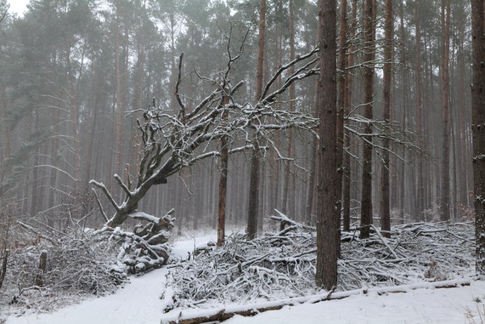 Natural monument fallen oak Caputher See in Lienewitz-Caputher Seen- und Feuchtgebietskette with snow 2021-02-07 02