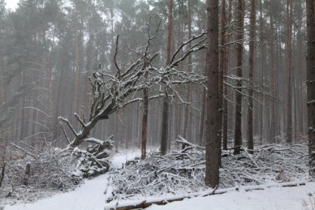 Natural monument fallen oak Caputher See in Lienewitz-Caputher Seen- und Feuchtgebietskette with snow 2021-02-07 02