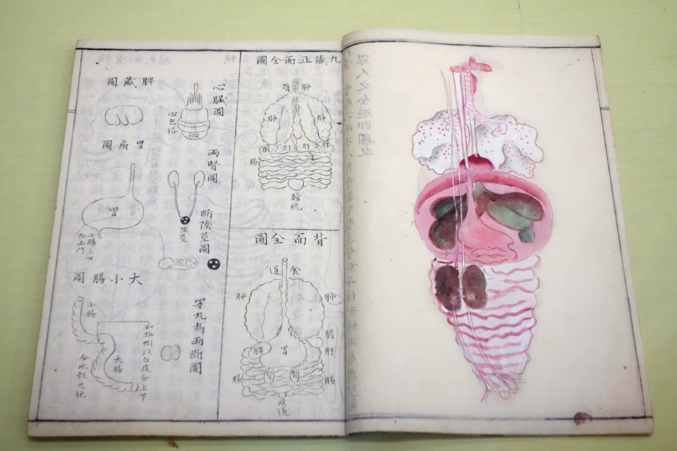 Natural History Paintings compiled by Goto Kosei (1696-1771), dated 1757, once owned by Kimura Kenkado, color on paper - Tokyo National Museum - DSC05462