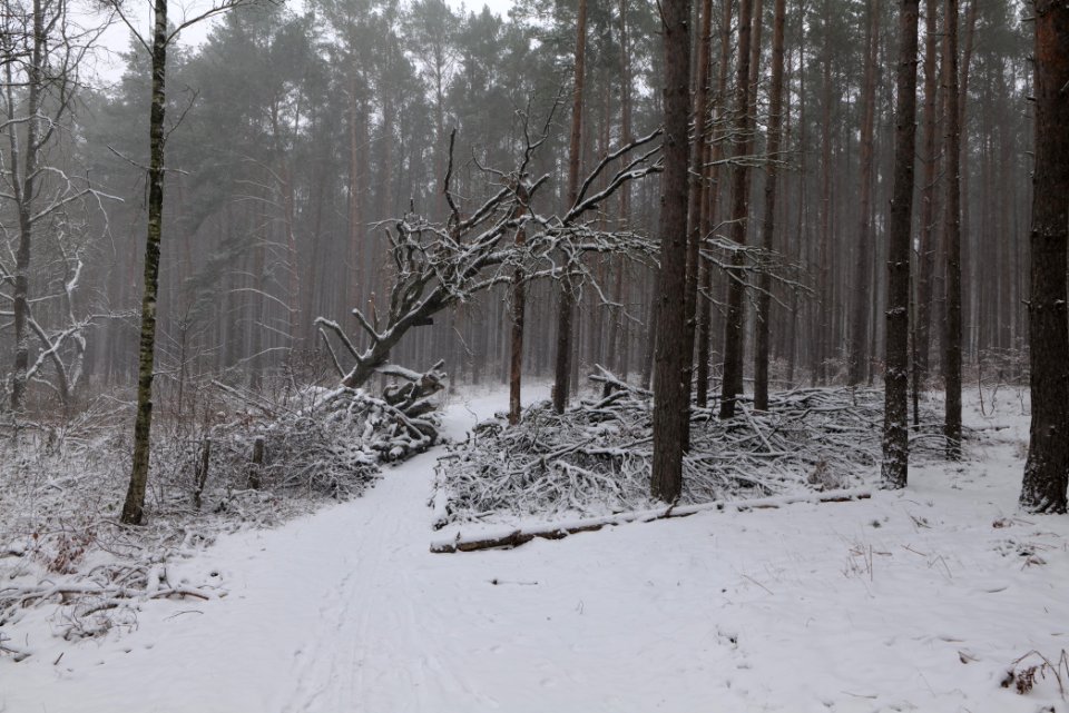 Natural monument fallen oak Caputher See in Lienewitz-Caputher Seen- und Feuchtgebietskette with snow 2021-02-07 01