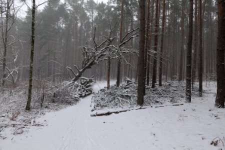 Natural monument fallen oak Caputher See in Lienewitz-Caputher Seen- und Feuchtgebietskette with snow 2021-02-07 01