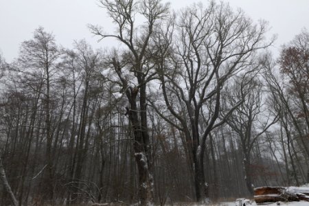 Natural monument oaks beach Großer Lienewitzsee with snow 2021-02-07 07