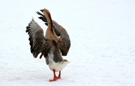 Plumage animal poultry photo