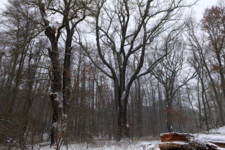 Natural monument oaks beach Großer Lienewitzsee with snow 2021-02-07 01