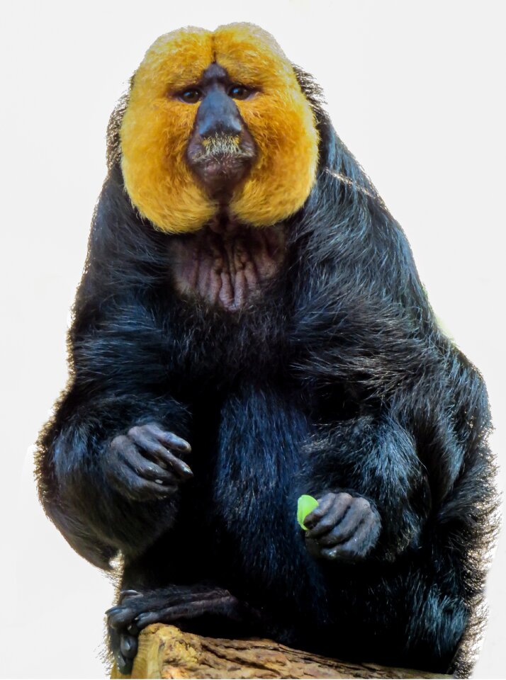 Weisskopfsaki tiergarten nürnberg face