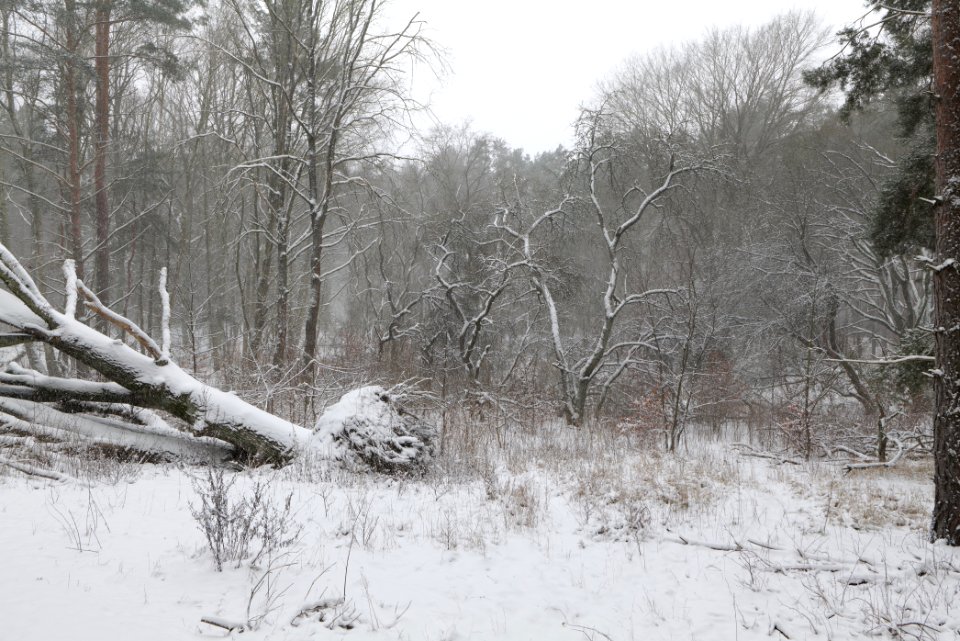 Natural monument fallen oak Caputher See in Lienewitz-Caputher Seen- und Feuchtgebietskette with snow 2021-02-07 09