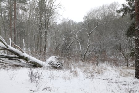 Natural monument fallen oak Caputher See in Lienewitz-Caputher Seen- und Feuchtgebietskette with snow 2021-02-07 09