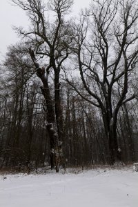 Natural monument oaks beach Großer Lienewitzsee with snow 2021-02-07 03