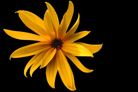 Yellow yellow flower sunflower photo