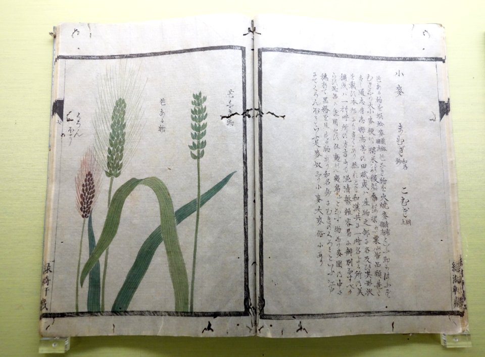 Natural History Albums of Plants 21, Grasses, by Iwasaki Kan'en (1786-1842), illustrated by Baba Daisuke (1785-1868) et al - Tokyo National Museum - DSC05471