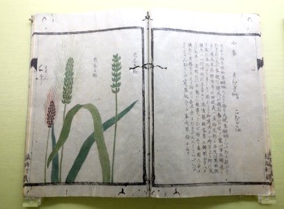 Natural History Albums of Plants 21, Grasses, by Iwasaki Kan'en (1786-1842), illustrated by Baba Daisuke (1785-1868) et al - Tokyo National Museum - DSC05471