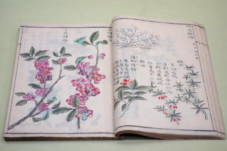 Natural History Paintings compiled by Goto Kosei (1696-1771), dated 1757, once owned by Kimura Kenkado, color on paper - Tokyo National Museum - DSC05465