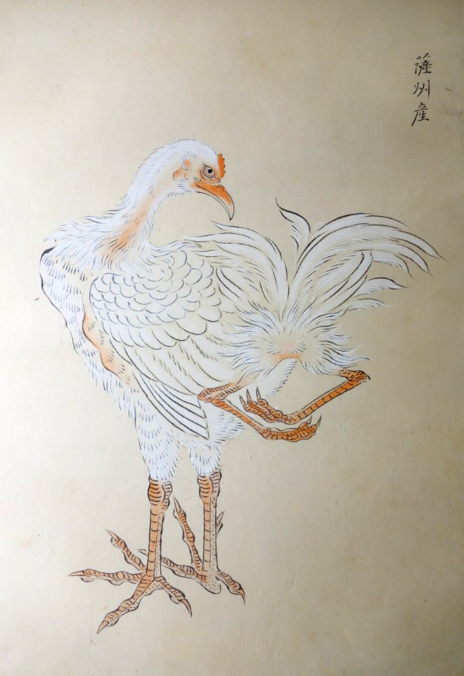Natural History Painting, Edo period to Meiji period, 19th century, color on paper - Tokyo National Museum - DSC05516