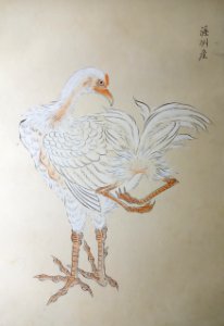 Natural History Painting, Edo period to Meiji period, 19th century, color on paper - Tokyo National Museum - DSC05516