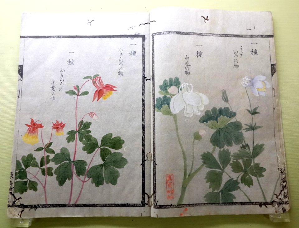 Natural History Albums of Plants 21, Grasses, by Iwasaki Kan'en (1786-1842), illustrated by Baba Daisuke (1785-1868) et al - Tokyo National Museum - DSC05473
